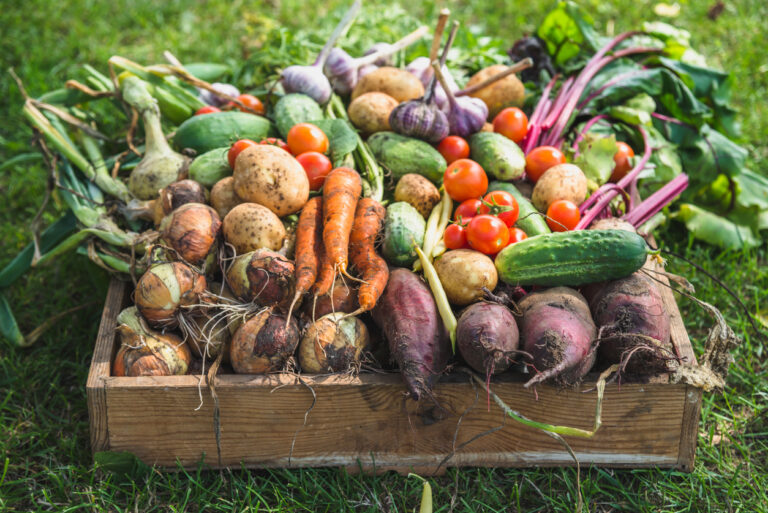 un cageot avec différents légumes fraichement récoltés