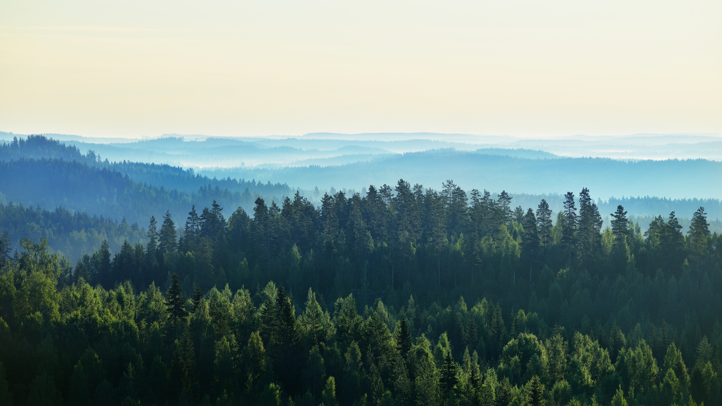 photo d'une forêt et de montagnes à l'horizon